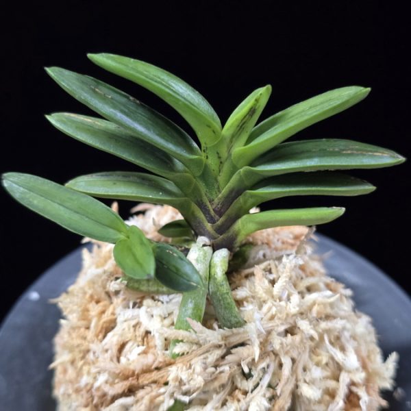 자옥 紫玉 Shigyoku