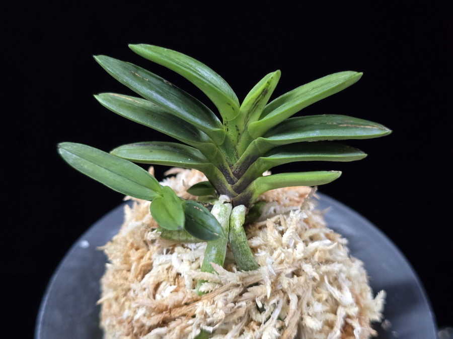 자옥 紫玉 Shigyoku 자옥 紫玉 Shigyoku