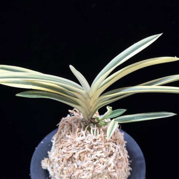 태백령 太白嶺 Taebaekryeong