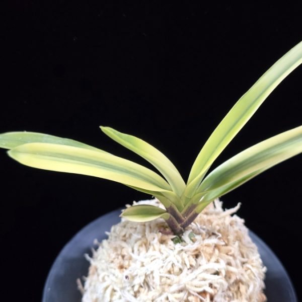 금직 錦織 Nishikiori