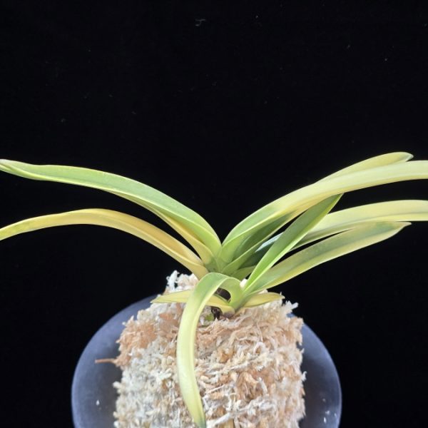 금직 錦織 Nishikiori