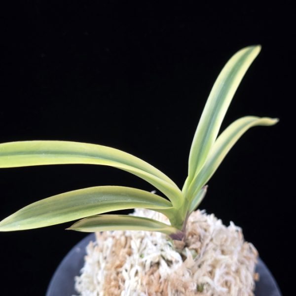 금직 錦織 Nishikiori