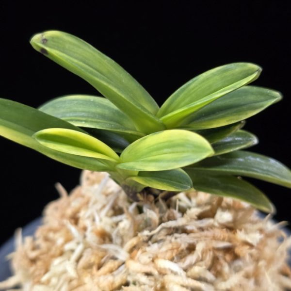 무학금 舞鶴錦 Maizuru Nishiki