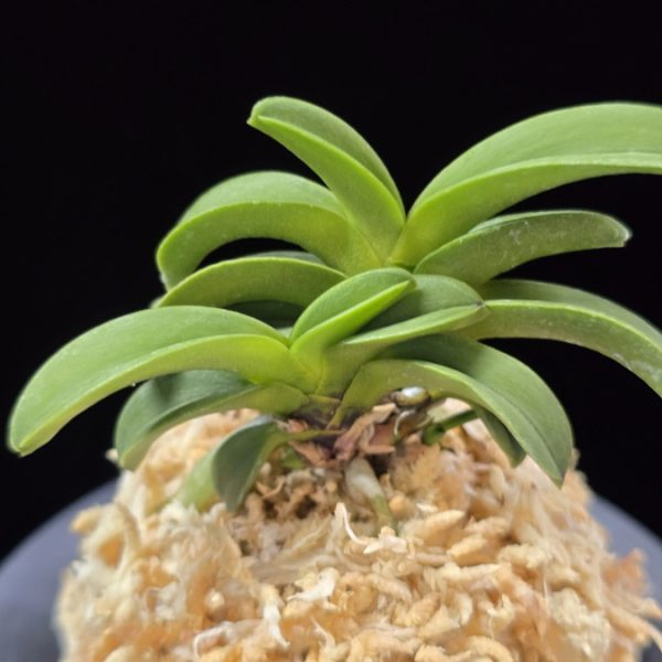 청해 青海 Seikai