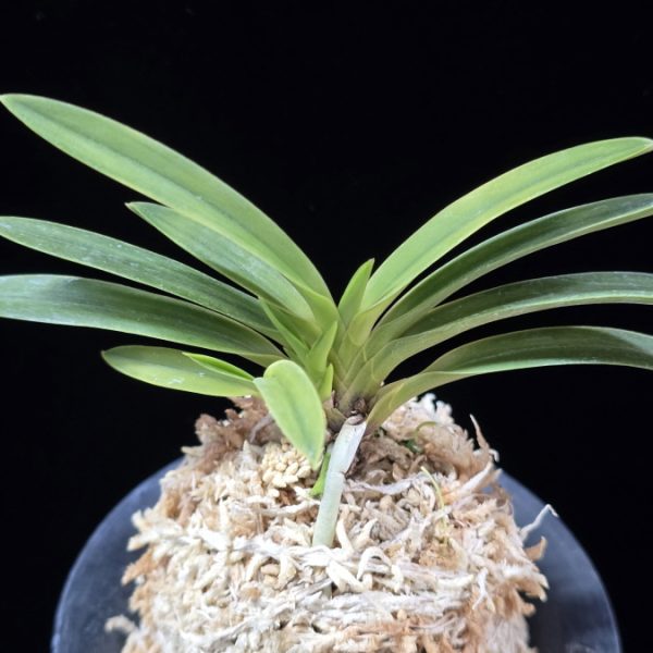 백천황 白天晃 Hakutenko ( White root)