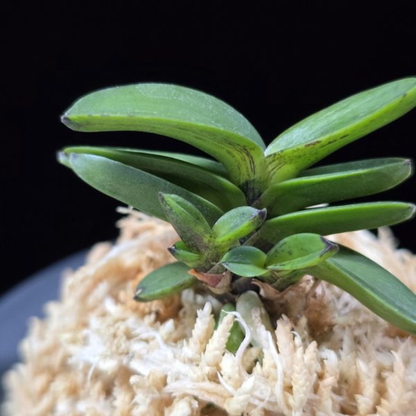 흑악묵 黑岳墨 Kokukaku Sumi