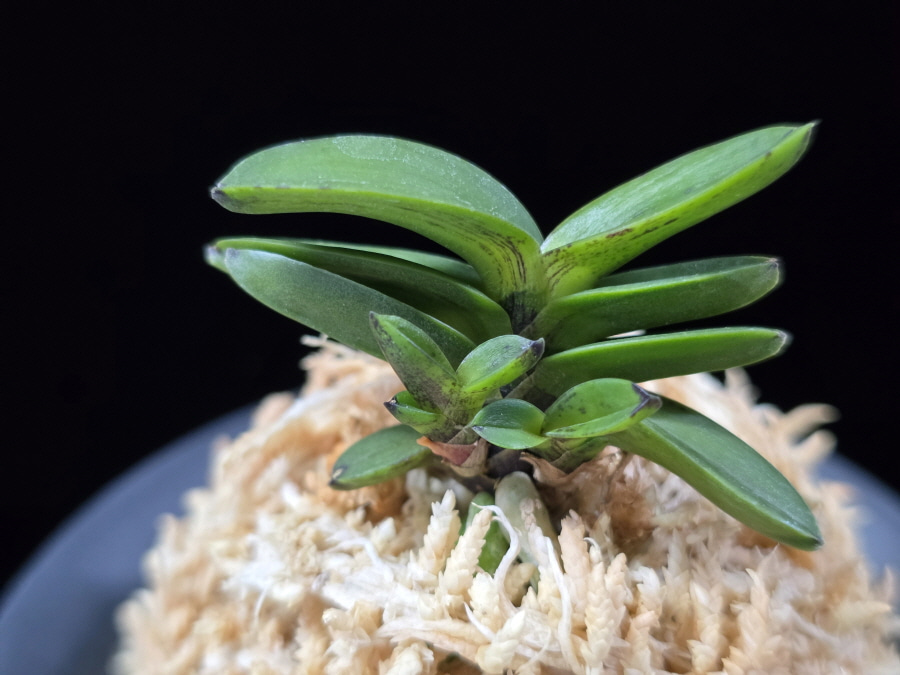 흑악묵 黑岳墨 Kokukaku Sumi 흑악묵 黑岳墨 Kokukaku Sumi