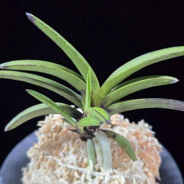 앵숙매 鶯宿梅 Oushukuume