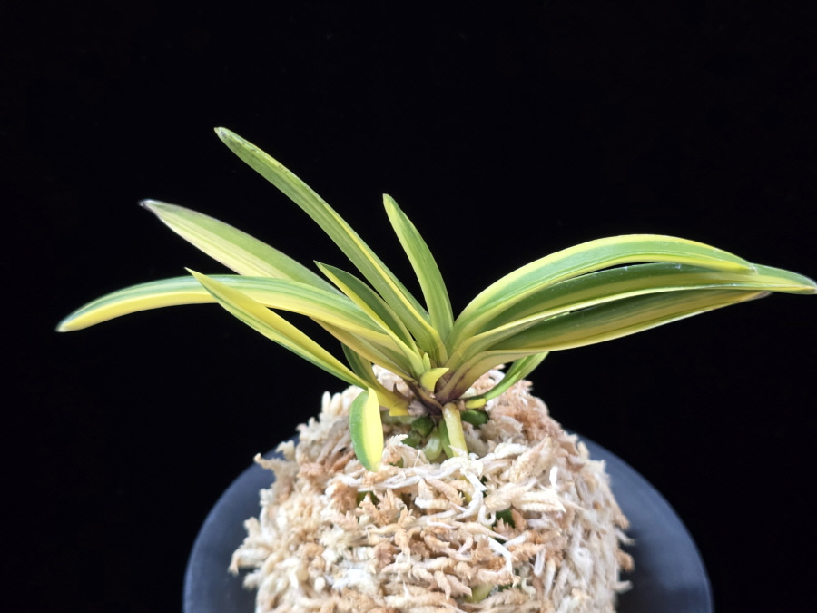 금두 金兜 Kinkabuto 금두 金兜 Kinkabuto