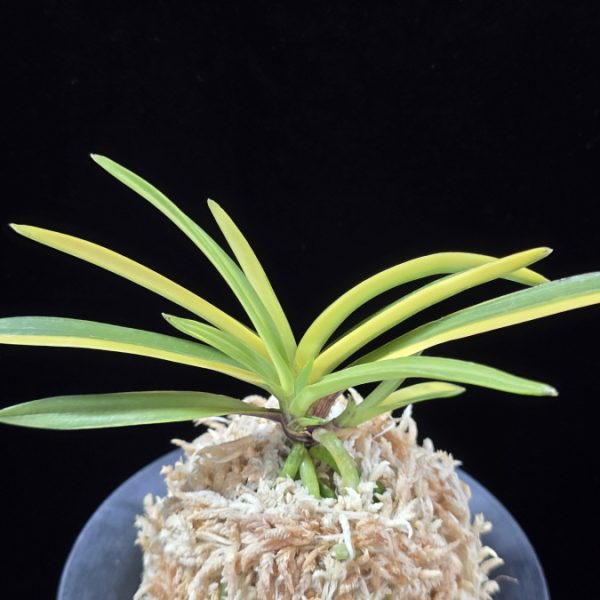 금두 金兜 Kinkabuto