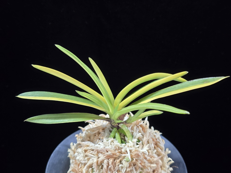 금두 金兜 Kinkabuto 금두 金兜 Kinkabuto