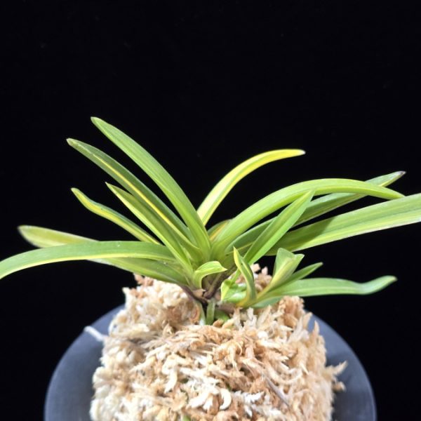 금두 金兜 Kinkabuto