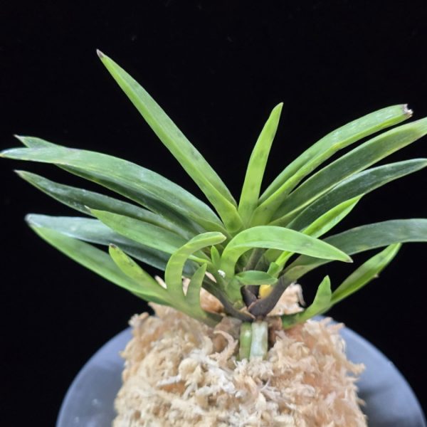 금광성 金光星 Kinkosei