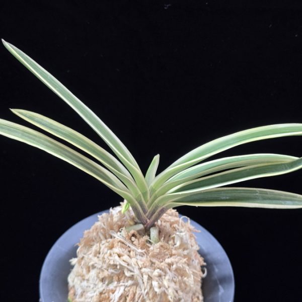 내위 匂威 Nioiodoshi