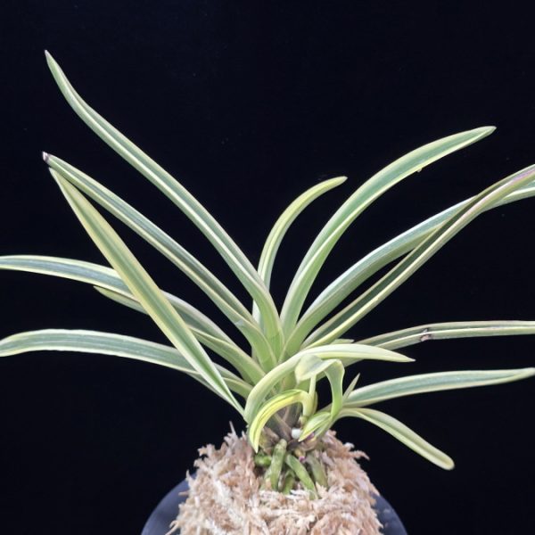 내위 匂威 Nioiodoshi