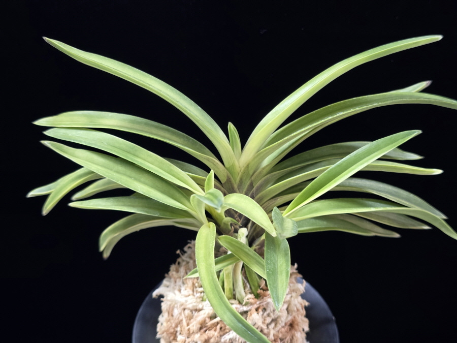 취설 吹雪 Chwiseol 취설 吹雪 Chwiseol