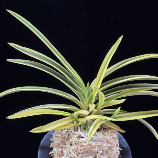 취보 翠宝 Suihou