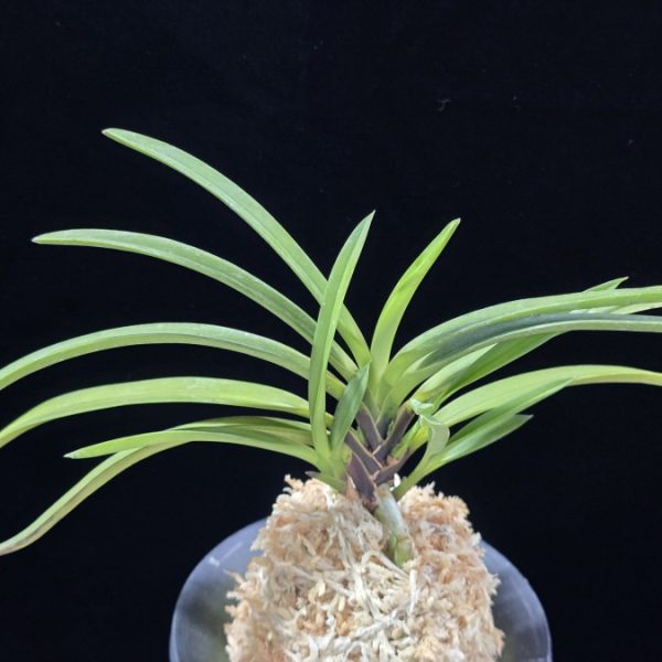 팔방 八房 Yatsufusa