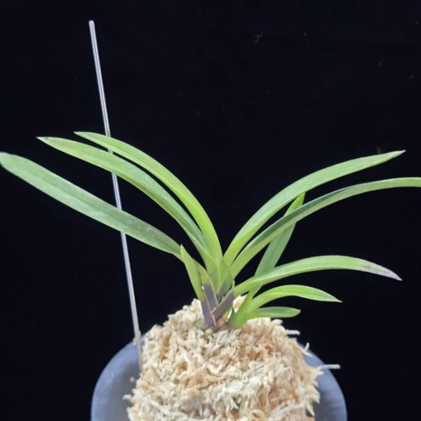 팔방 八房 Yatsufusa