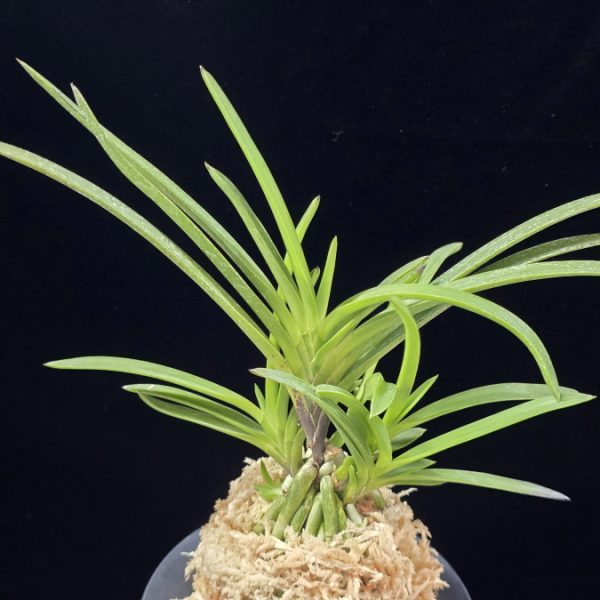 삼지연 三池淵 Samjiyeon (3 spur)