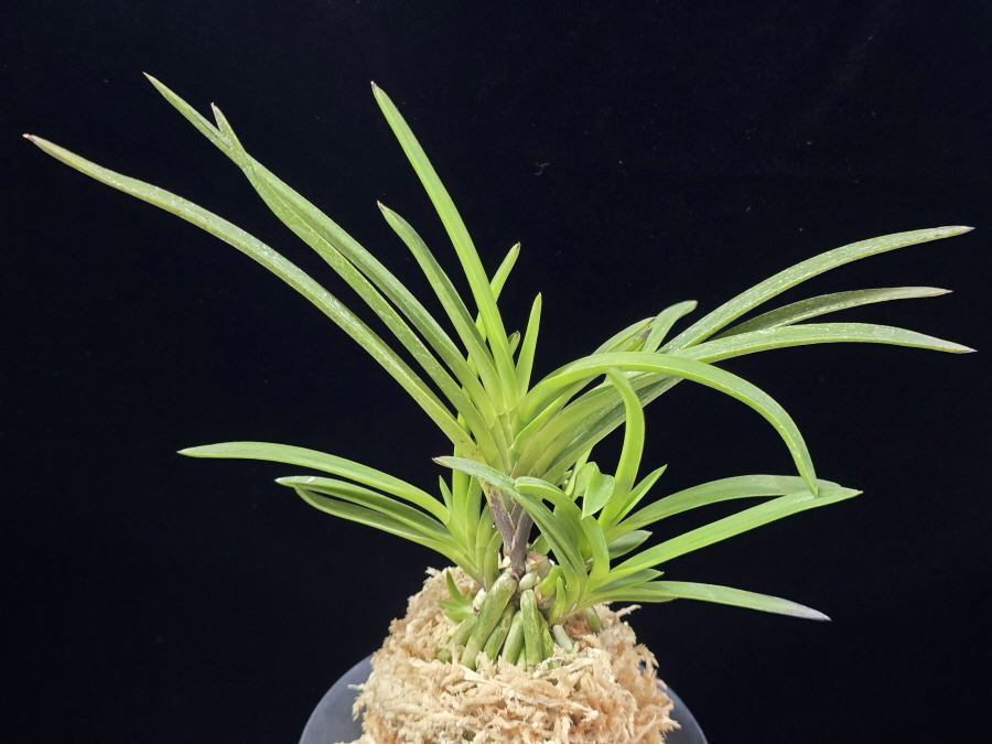 삼지연 三池淵 Samjiyeon (3 spur) 삼지연 三池淵 Samjiyeon (3 spur)