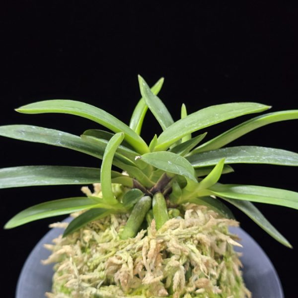 삼소전 三笑殿(万華境) Samsojeon(Mangekyo) (3 spur)