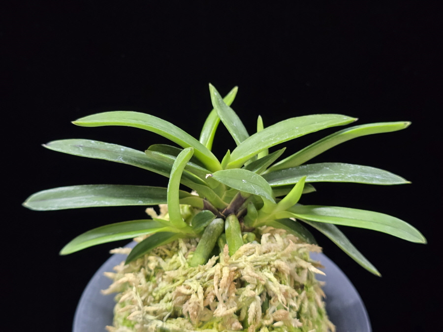 삼소전 三笑殿(万華境) Samsojeon(Mangekyo) (3 spur) 삼소전 三笑殿(万華境) Samsojeon(Mangekyo) (3 spur)