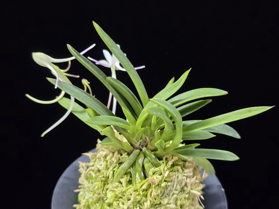 삼소전 三笑殿(万華境) Samsojeon(Mangekyo) (3 spur) 삼소전 三笑殿(万華境) Samsojeon(Mangekyo) (3 spur)