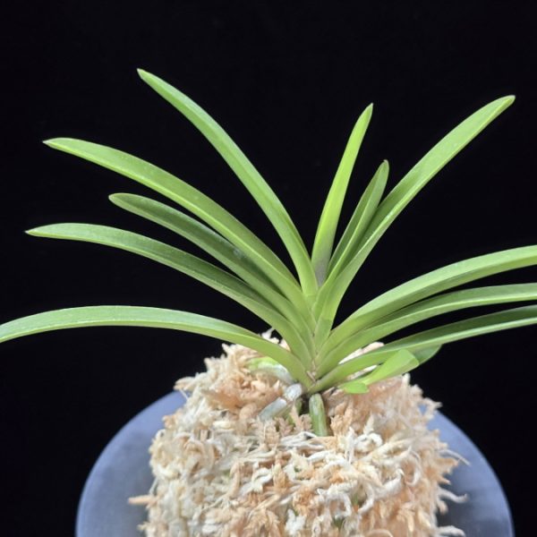 공주 公主 Gongju (3spur)