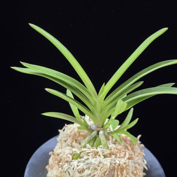 공주 公主 Gongju (3spur)