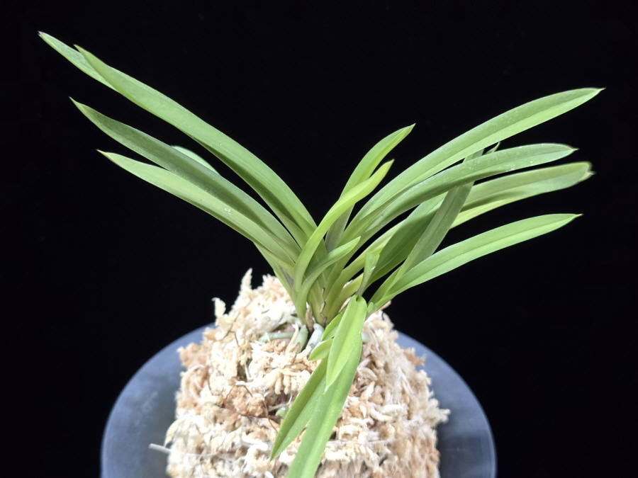 공주 公主 Gongju (3spur) 공주 公主 Gongju (3spur)