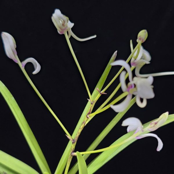 남국지무 南國之舞 Nangokunomai