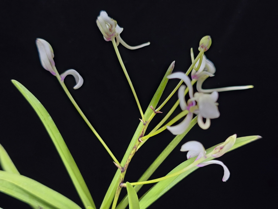 남국지무 南國之舞 Nangokunomai 남국지무 南國之舞 Nangokunomai