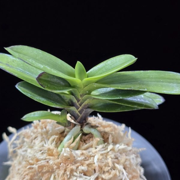 옥금강연복륜 玉金剛軟覆輪 Tamakongo Nanfukurin