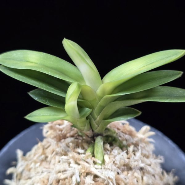 언성 彦星 Hikoboshi