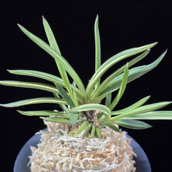 고도지설 古都之雪 Koto no yuki