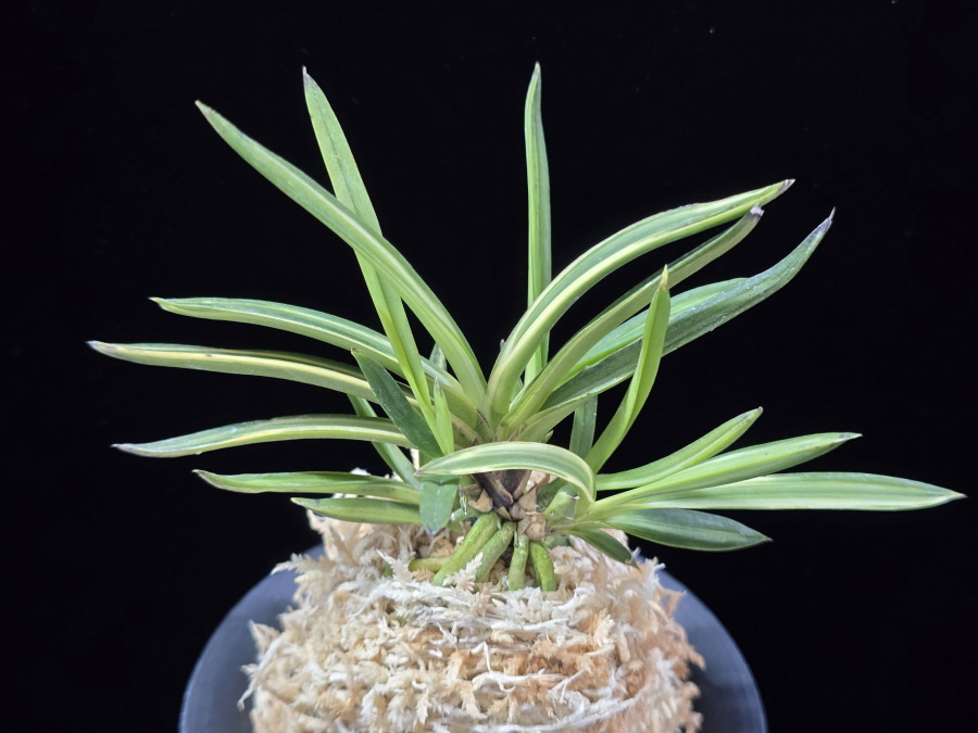 고도지설 古都之雪 Koto no yuki 고도지설 古都之雪 Koto no yuki