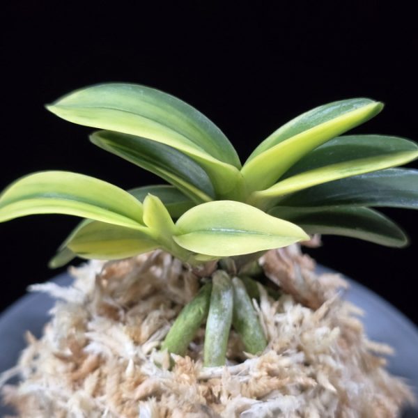 취화금 翠華錦 Suikanishiki