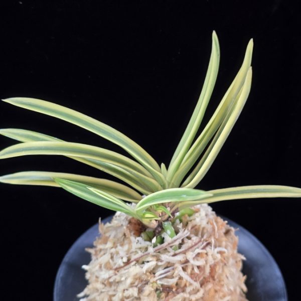 천혜복륜 天恵覆輪 Tenkei Fukurin