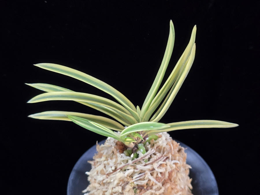 천혜복륜 天恵覆輪 Tenkei Fukurin 천혜복륜 天恵覆輪 Tenkei Fukurin