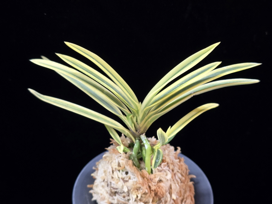 천혜복륜 天恵覆輪 Tenkei Fukurin 천혜복륜 天恵覆輪 Tenkei Fukurin