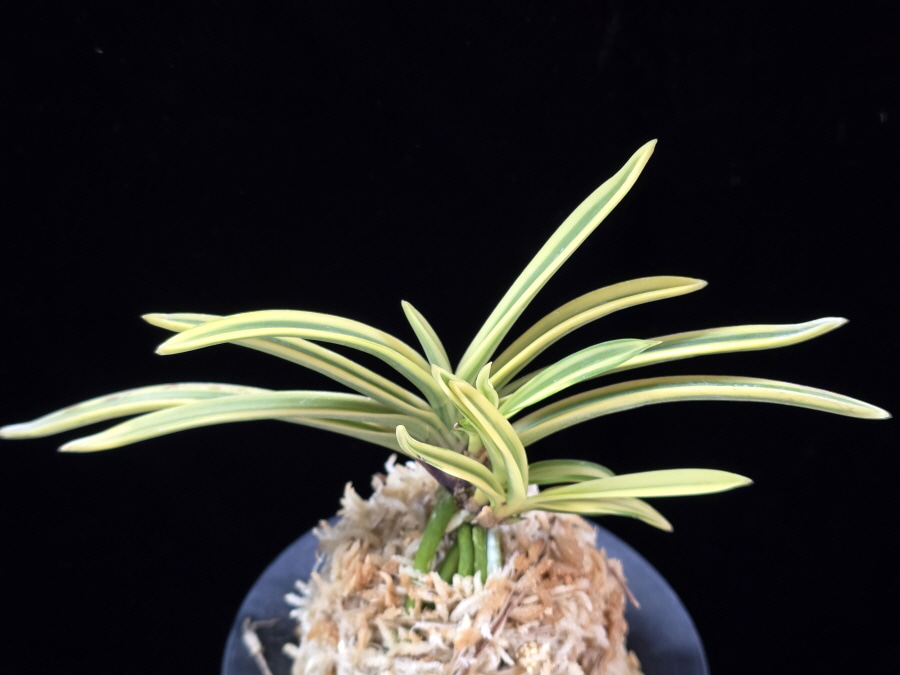 천혜복륜 天恵覆輪 Tenkei Fukurin 천혜복륜 天恵覆輪 Tenkei Fukurin