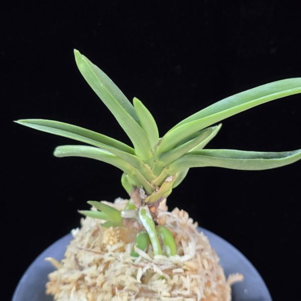 비미호 卑弥呼 Himiko