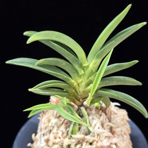 변천 弁天 Benten