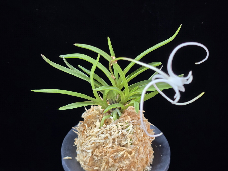 삼각산 三角山(曼珠沙華) Manjushage (3 spur) 삼각산 三角山(曼珠沙華) Manjushage (3 spur)