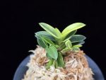 취월호 翠月湖 Chwiwolho(Seedling)