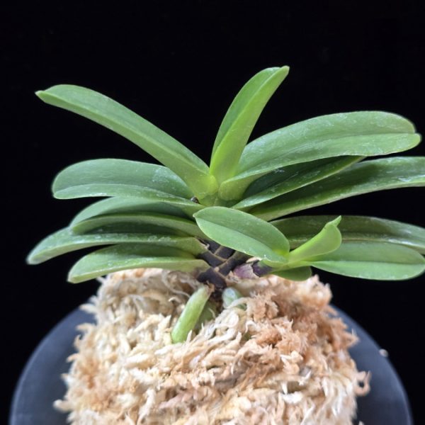 흑룡 黒龍 Kokuryu