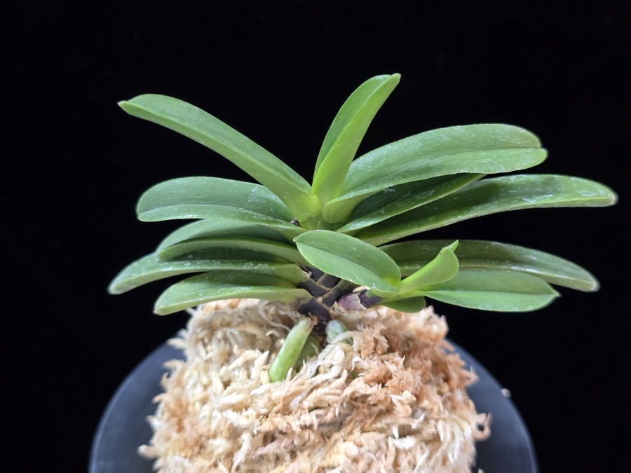 흑룡 黒龍 Kokuryu 흑룡 黒龍 Kokuryu