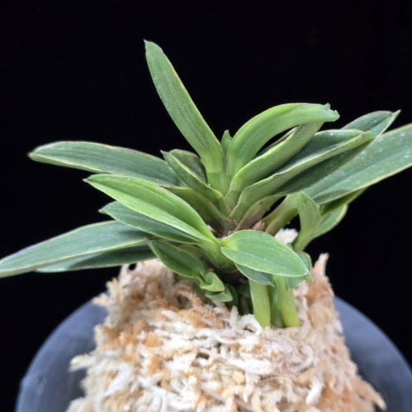 산천 散千 Sancheon