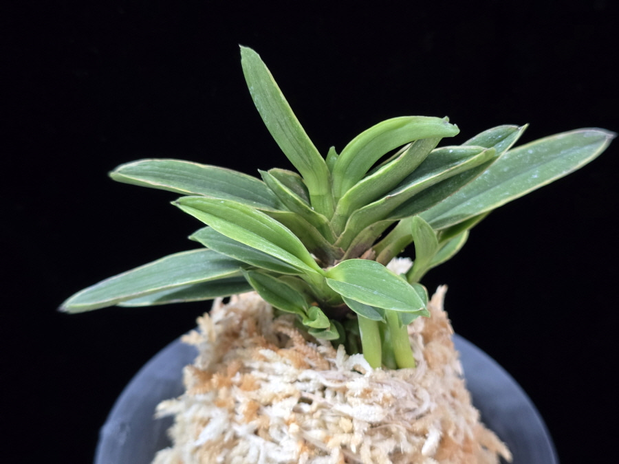 산천 散千 Sancheon 산천 散千 Sancheon